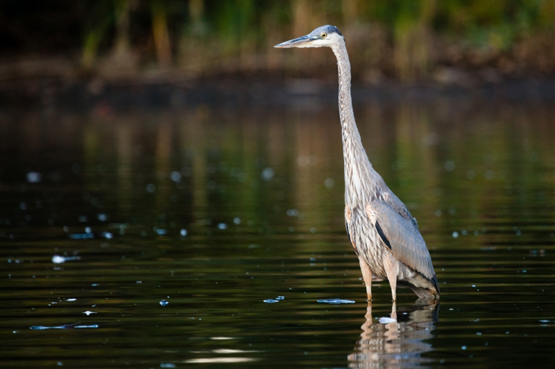 Blue Heron are among the species benefiting from bipartisan efforts to restore the Chesapeake Bay (Chesapeake Bay Program).