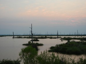 Gulf restoration - ELI Louisiana marsh
