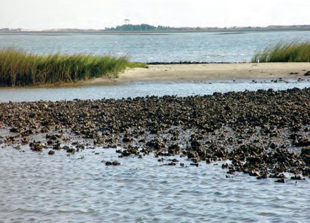 Gulf restoration - NOAA oyster bar