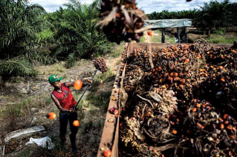 The palm oil industry is notorious for deforestation and human rights abuses such as forced and child labor - an instance where environmental outcomes are closely tied to the labor and land practices of businesses. (Photo: Kumal Jufri)