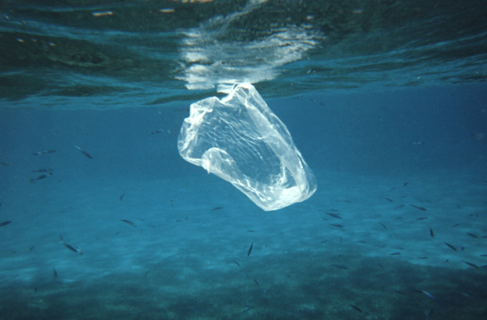 Plastic bag or jellyfish? There will be more plastic than fish in the ocean by 2050, research suggests (NOAA).