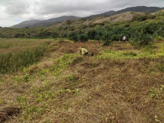 Volunteers planting native species in the Waiheʻe wetlands