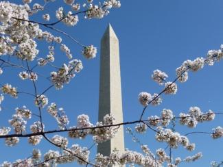 Washington Monument through cherry blossoms