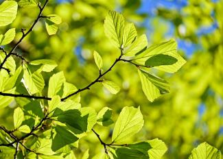 Leaves of an oak tree