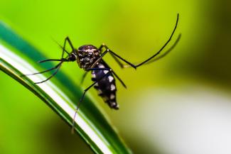 Mosquito on leaf