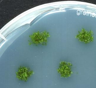 Plants on agar, Sabisteb