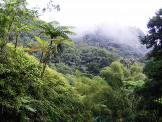 Restoration of forests is one promising approach to carbon dioxide removal.