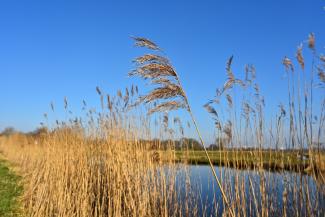 wetlands