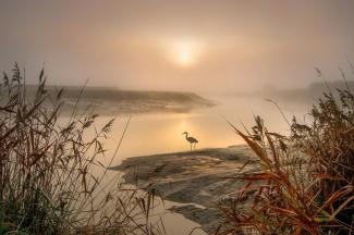 heron on riverbank