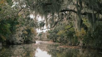 Louisiana swamp