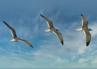 seagulls