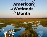 Wetlands Month